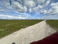 The Birds