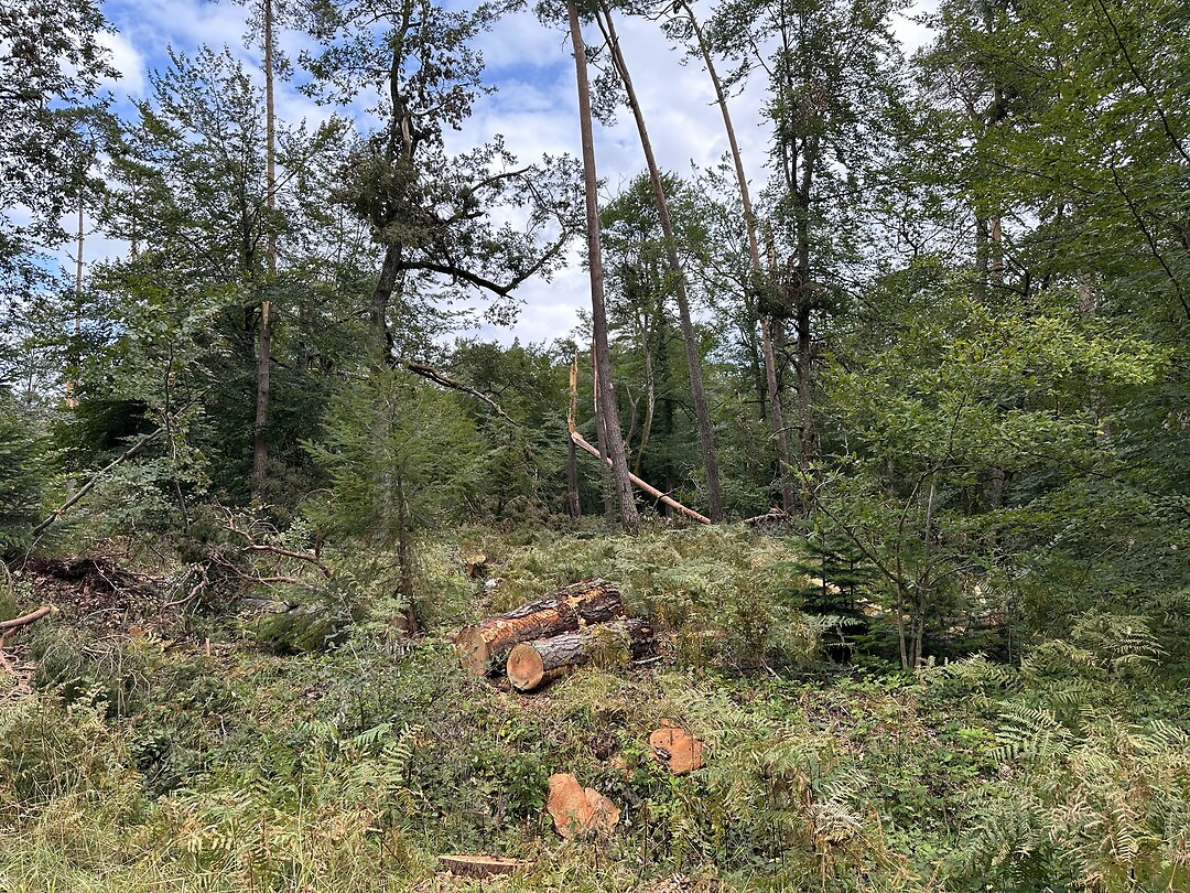 Na de storm