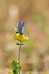 Blauwtje in het gras by Yvette Kusters