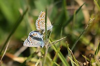 Parende blauwtjes by Yvette Kusters