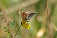 Blauwtje