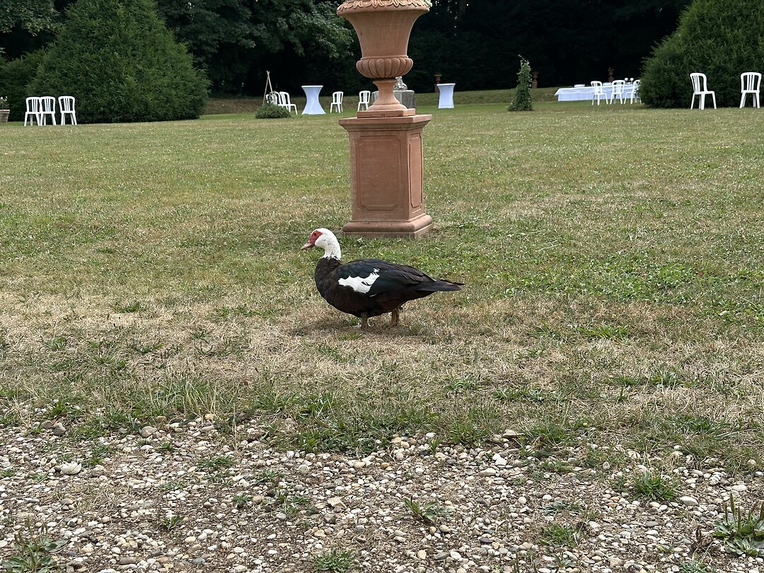 Gans