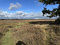 Dwingelderveld richting radiotelescoop
