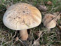 De grote en de kleine