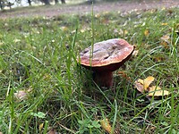 Paddestoelen seizoen