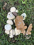 ODE aan de herfst