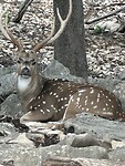 Bambi volwassen