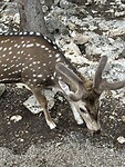 Bambi