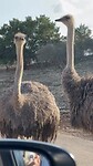 Struisvogels