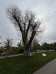 Volksgarten