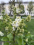 Volksgarten