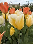 IMG_6969