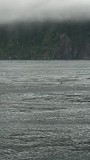Dolfijnen bij Milford sound