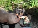 Buffel wordt verwend (...nog wel)