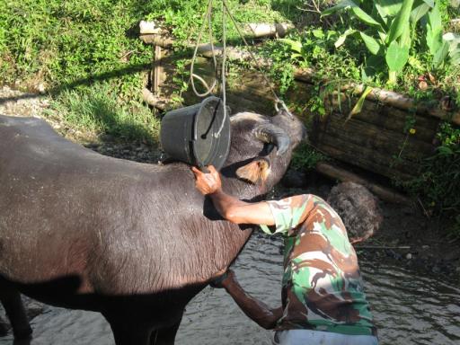 Buffel wordt verwend (...nog wel)