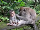 Monkey forest, Bali