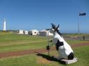 'Cow parade' bij Cape Leeuwin