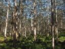 ik zie door de bomen het bos niet meer!