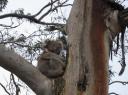 Koala!