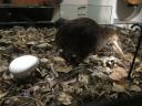 Dit is een Kiwi (vogel)...