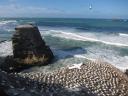 Indrukwekkende Gannet kolonie (Muriwai beach)