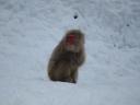 Snow Monkey