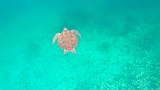Schildpad gezien bij snorkelen!
