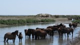 Paarden
