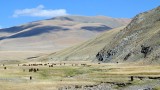 Ulgi-Khovd: vallei met paarden.
