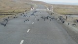 arvajheer-tsetserleg: Kraaien op de weg