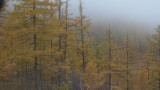 Arvajheer-Tsetserleg: Bomen in herfstkleur