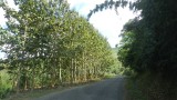 Teakbomen.