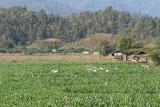 Mae Hong Son loop