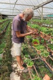 Cameron Highlands: aardbeien plukken