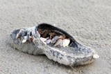 schoen