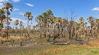 Palmsavanne