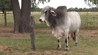 Chaco stier
