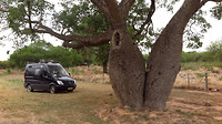 Flessenboom