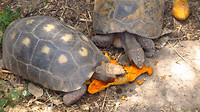 Schildpadden