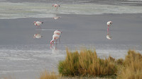Naast ons flamingo's
