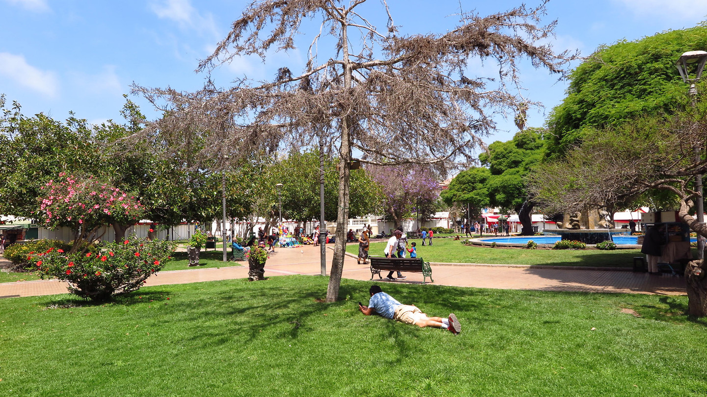 La Serena. Groene oase