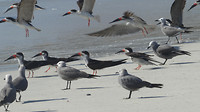 Vogels langs vloedlijn