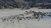 Vogels langs vloedlijn