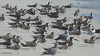 Vogels langs vloedlijn