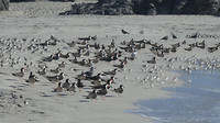 Vogels langs vloedlijn