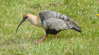 Wormenpikker