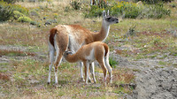 Lama's