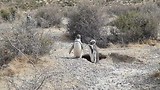 Penguins