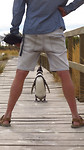 Pas op,een penguin!