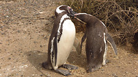 Twee jongen